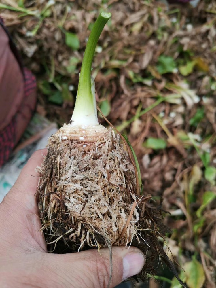 泽泻大量收！干货鲜货都在收，合作共赢等你来！