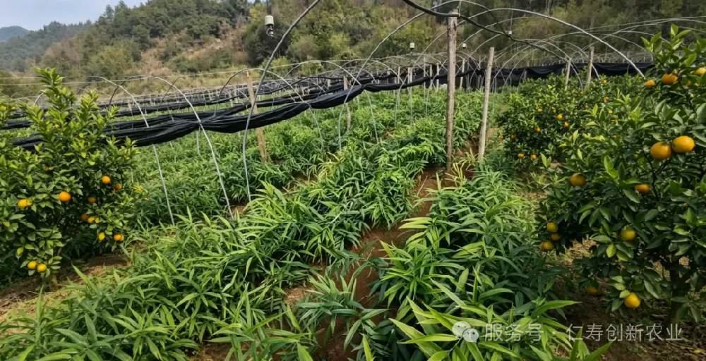 2026 中药材风口｜标准化，林下套种 / 药食同源
