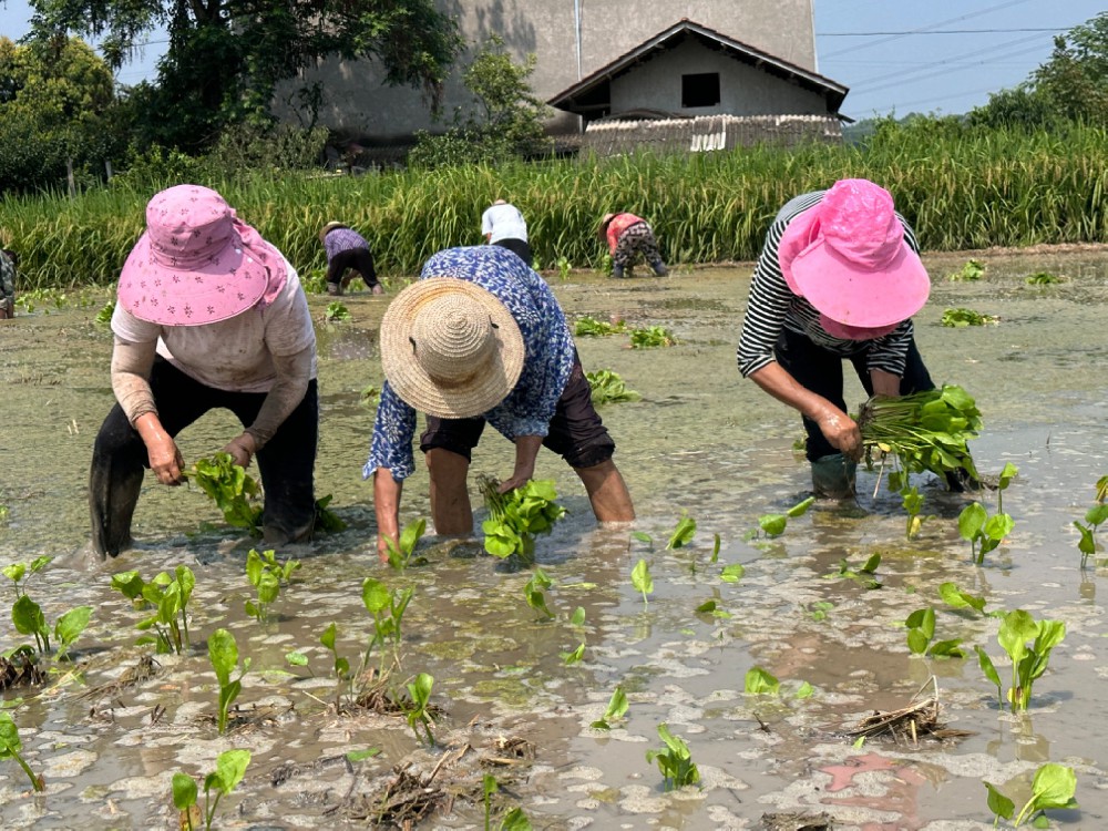 水稻收完不空田！川芎、泽泻短周期接茬种，一亩双份收入